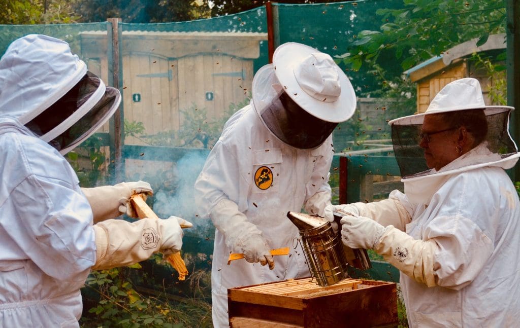 team removing the frames during honey harvest
