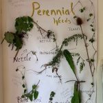 Practical Organic Gardening