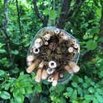 Practical Organic Gardening