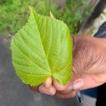Practical Organic Gardening