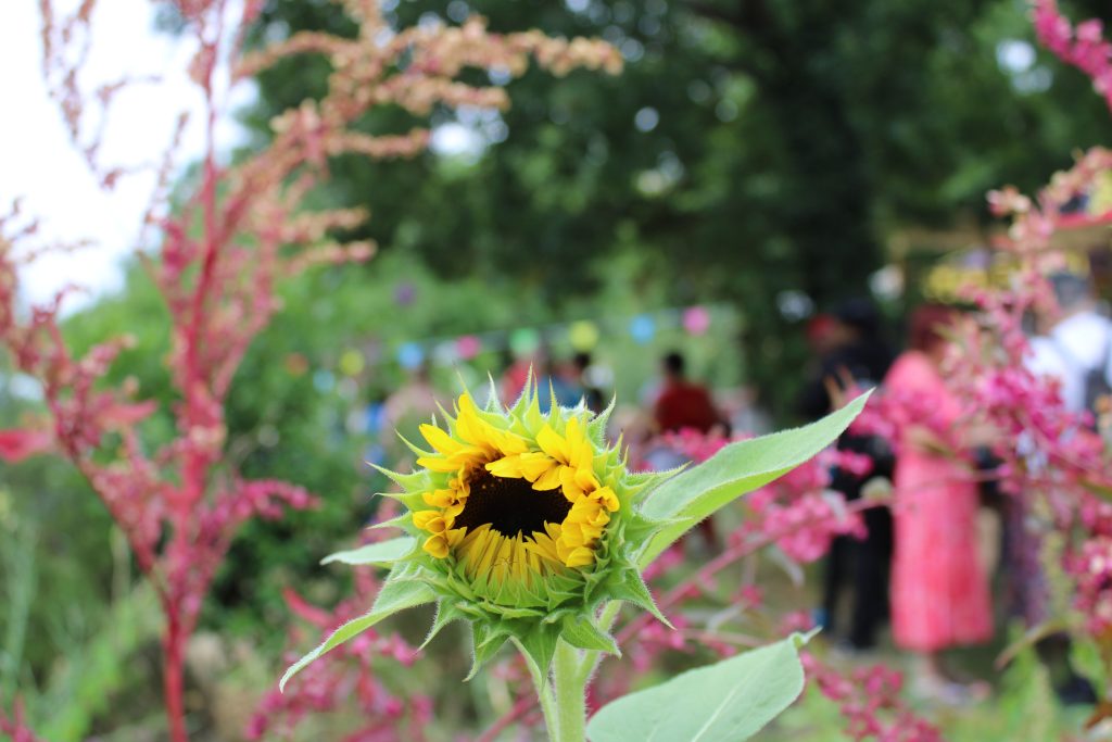 De Frene Summer Festival 2025 Update