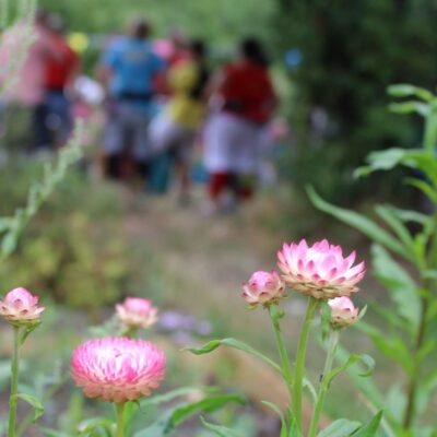Overview of different types of groups at Sydenham Garden
