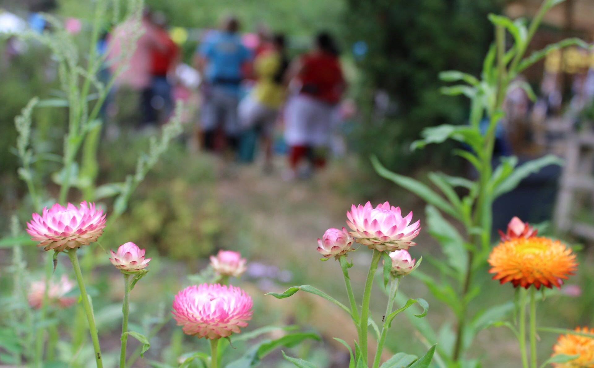 Overview of different types of groups at Sydenham Garden